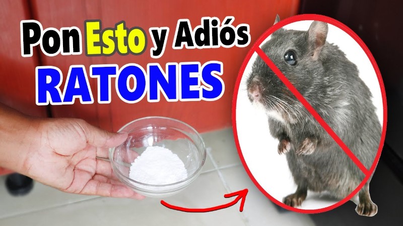 como-eliminar-ratones-para-siempre