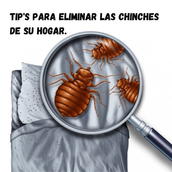 como-prevenir-chinches