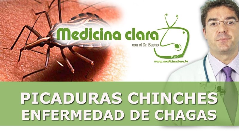 picadura-chinches-tratamiento