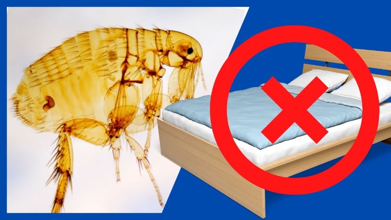 pulgas-en-la-cama-como-eliminarlas