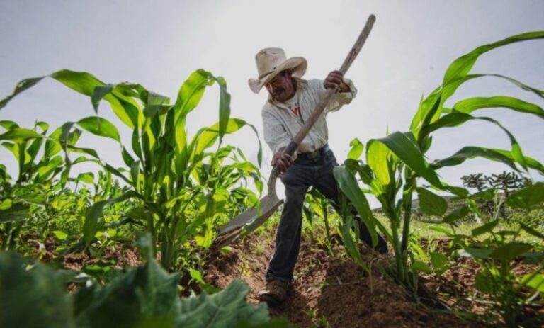 tipo-de-produccion-agricola-que-comercializa-el-excedente-de-produccion