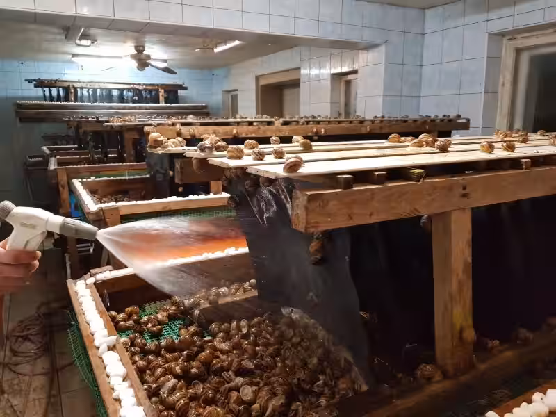 como-hacer-una-granja-de-caracoles